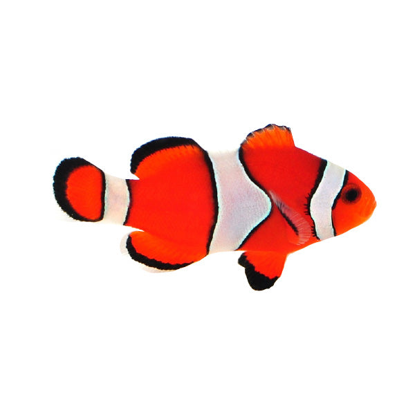 Orange Ocellaris Clownfish (Large)