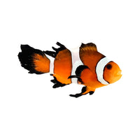 Fancy Longfin Ocellaris