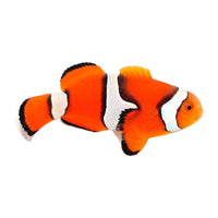 True Percula Clownfish