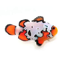 Fancy Snowflake Clownfish