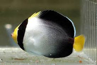 Angel Fish