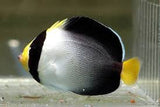 Angel Fish