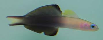 Scissortail Dartfish