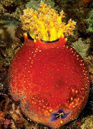 Sea Apple