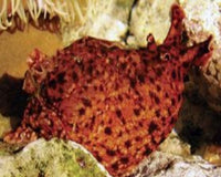Sea Slugs