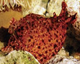 Sea Slugs