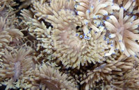 Sebae Anemone