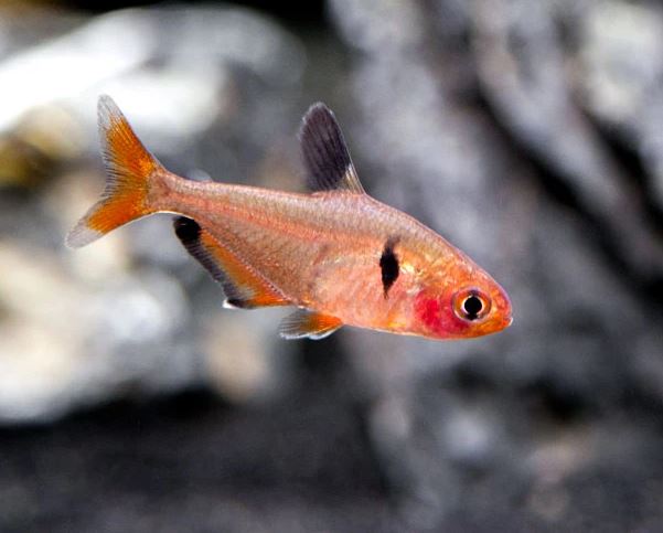 Serpae Tetra