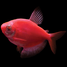 GloFish Tetra