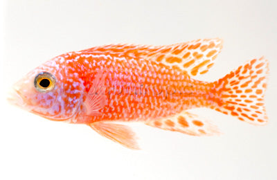 Strawberry Peacock Cichlid