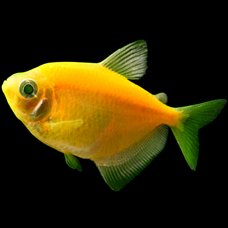 GloFish Tetra
