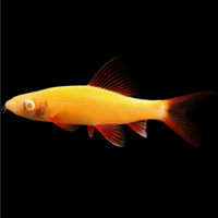 GloFish Shark - Assorted