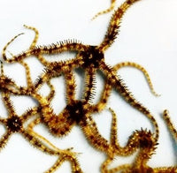 Banded Brittle Sea Star