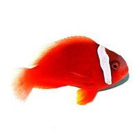 Tomato Clownfish