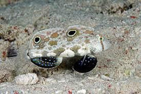 Two Spot Goby