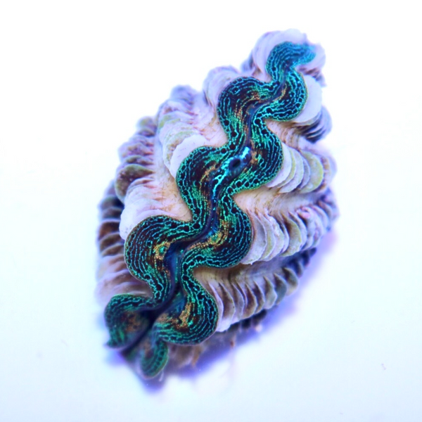 Ultra Crocea 1.5" Clam