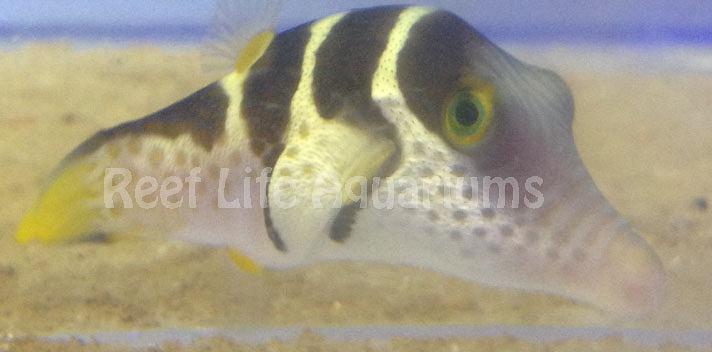 Valentini Puffer