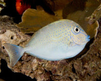 Vlamingi Tang  Large