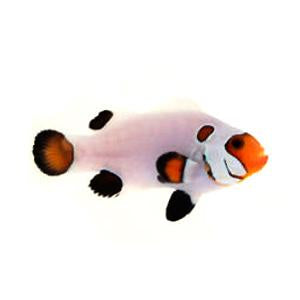 Wyoming White Clownfish