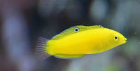 Yellow Wrasse