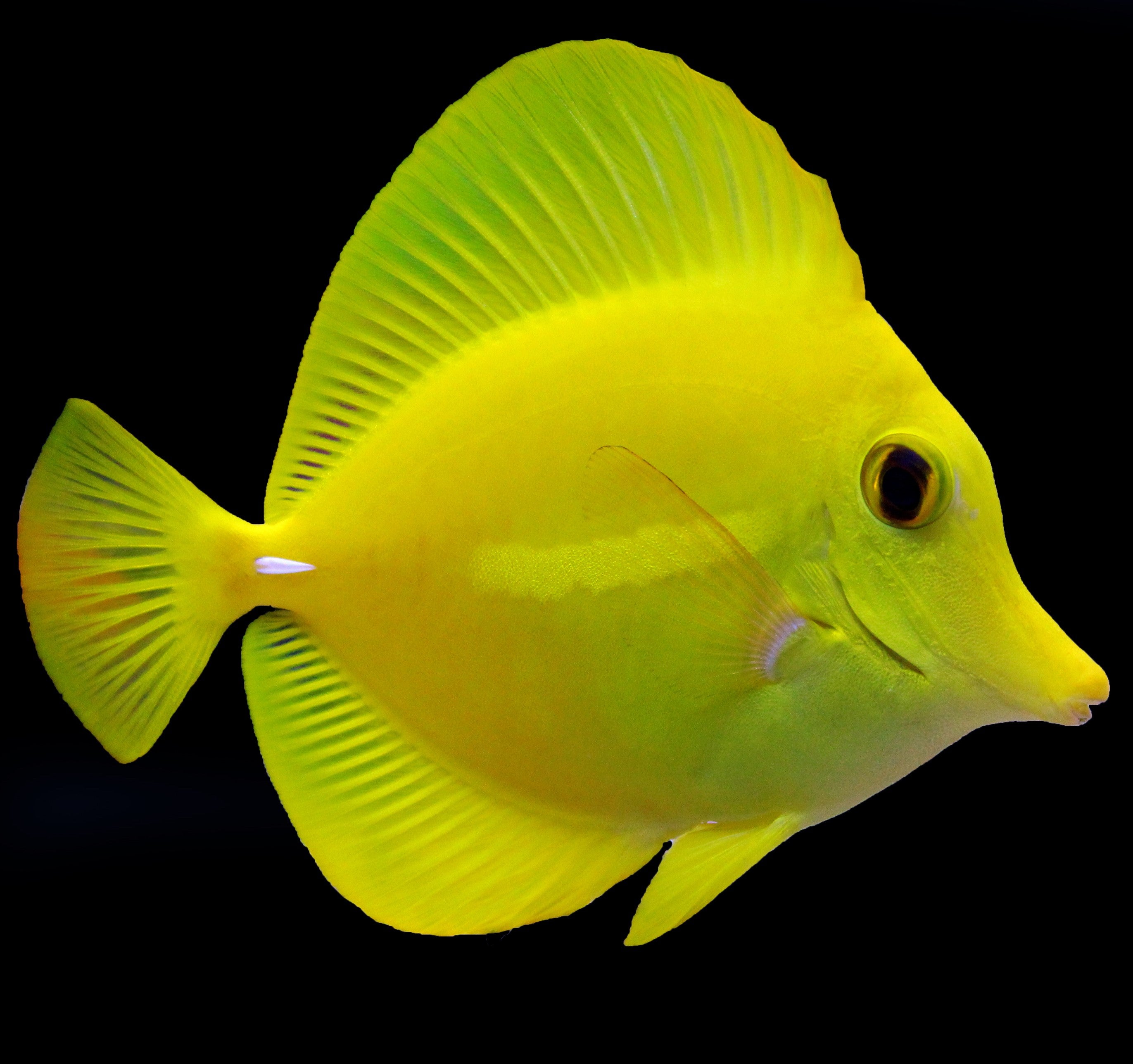 Yellow Tang T.R. .75" - 1.5"