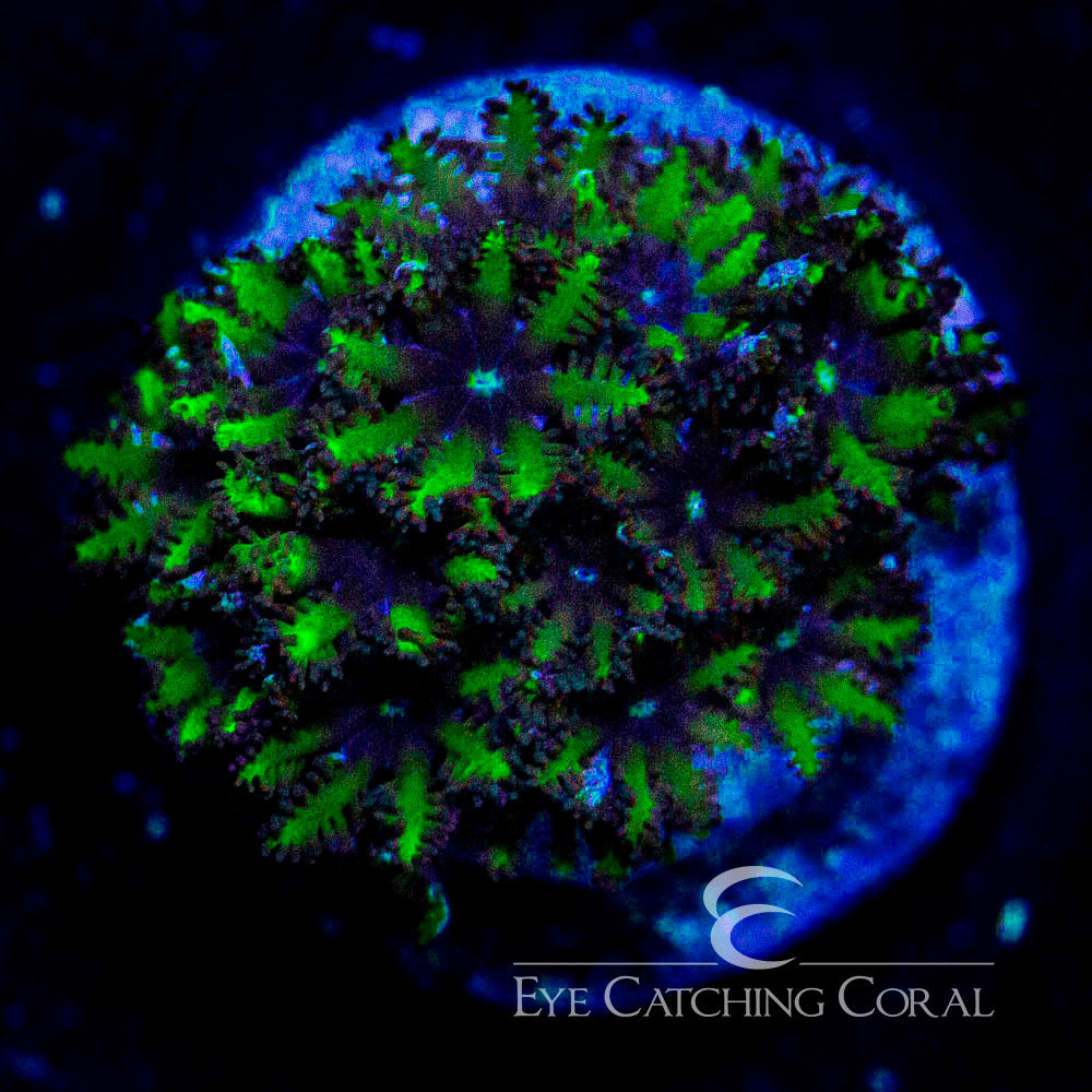 Sympodium Coral
