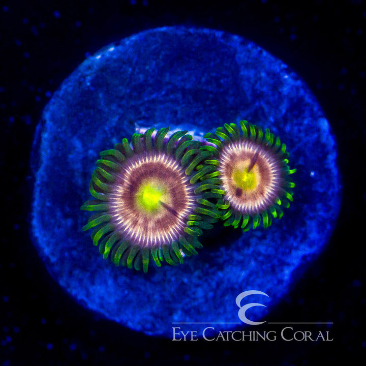 ECC Laser Lemon Zoanthid Frag (4 Polyp Average)