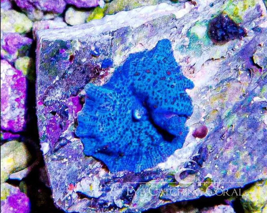 ECC Blue Discoma Mushroom / Polyp