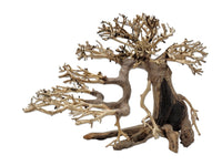 Dragon Bonsai Small