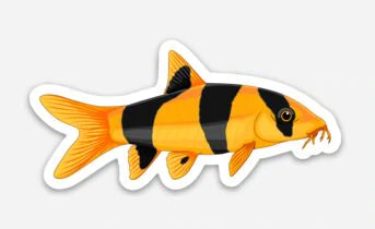 Clown Loach Sticker 3"