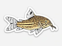 Julii Corydoras Sticker 3"