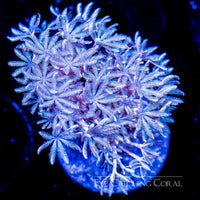 ECC Xenia Frag