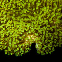 ORA Neon Green Polyp Leather