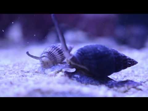 Nassarius Snail