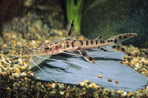 Tiger Shovelnose Catfish (Special Order)
