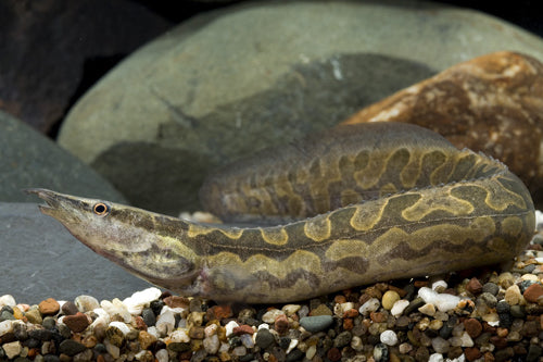 Tire Track Eel