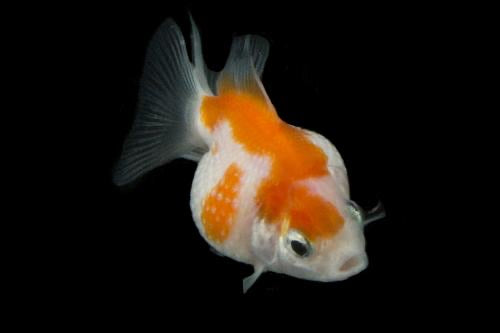 Pearlscale Goldfish