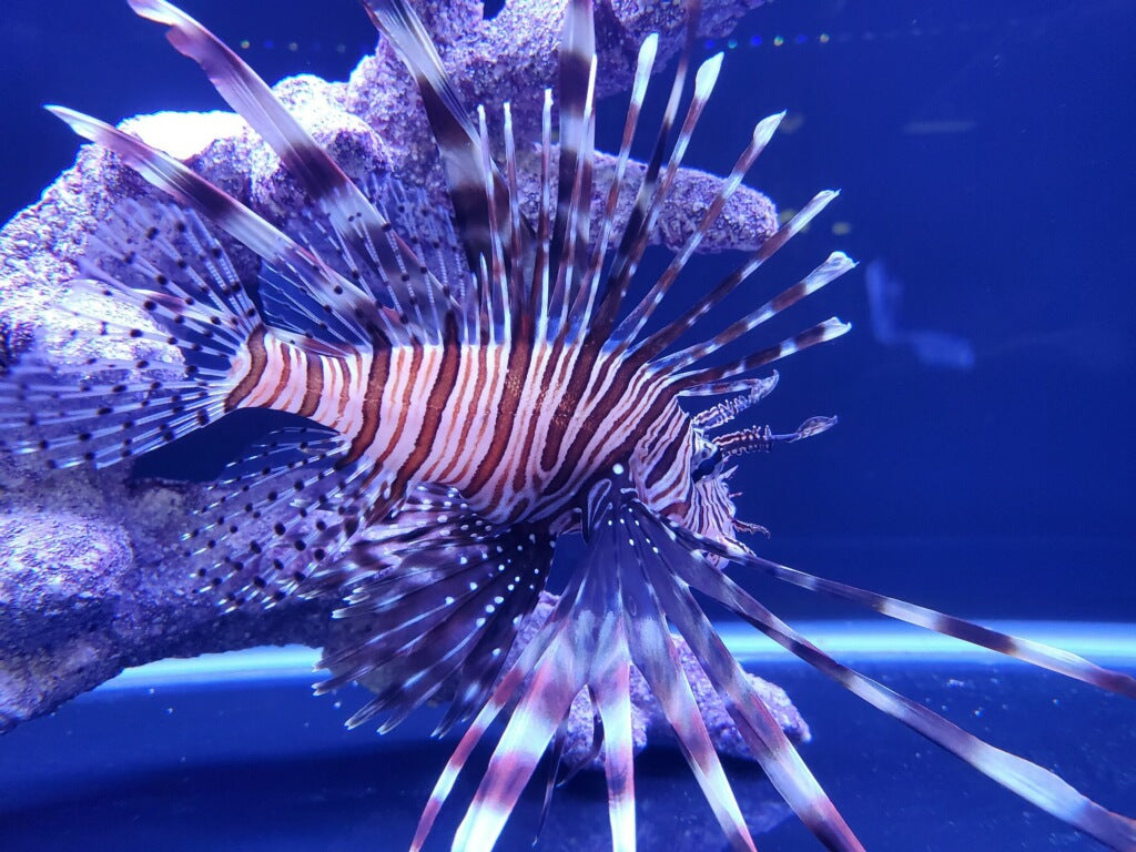 lion fish