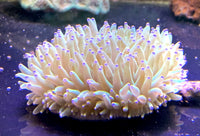 Green Long Tentacle Plate Coral