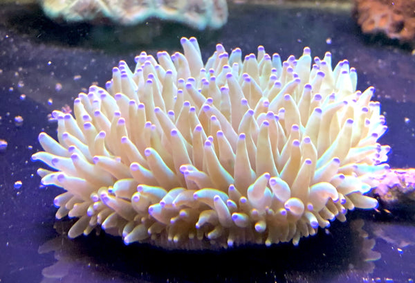 Green Long Tentacle Plate Coral