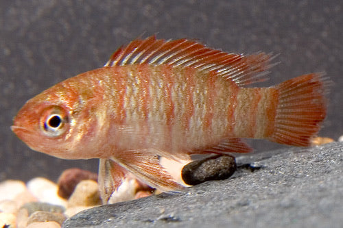 Scarlet Badis