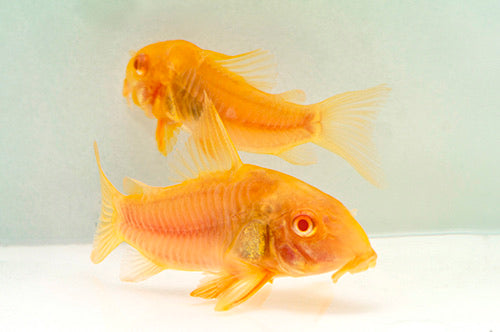 Albino Aeneus Corydoras