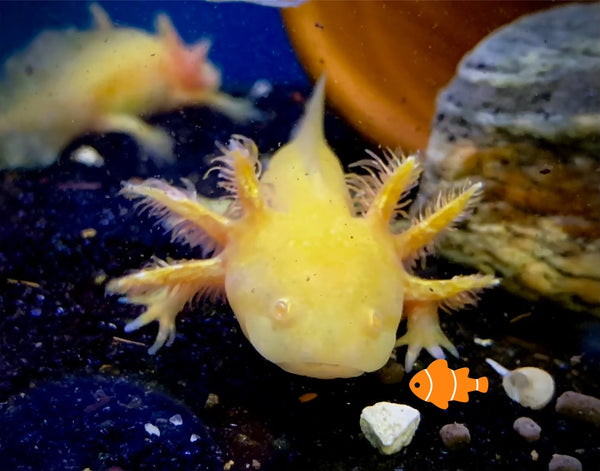 Axolotl (Golden) 6" - 8"