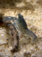 Dwarf Blue Lobster