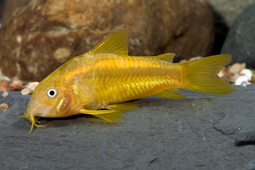 Orange Laser Corydoras