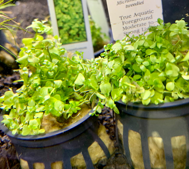 Micranthemum Tweediei Monte Carlo Potted