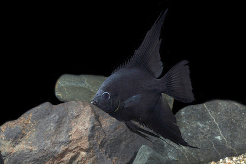 Black Angelfish