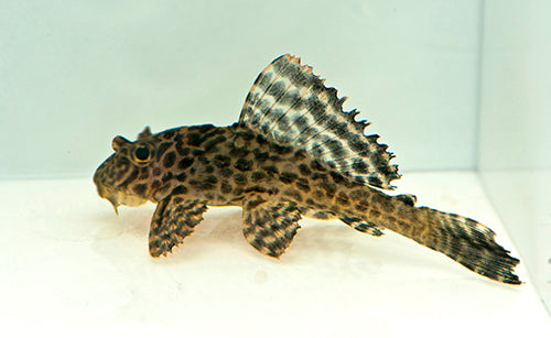 Colombian Spotted Pleco L165