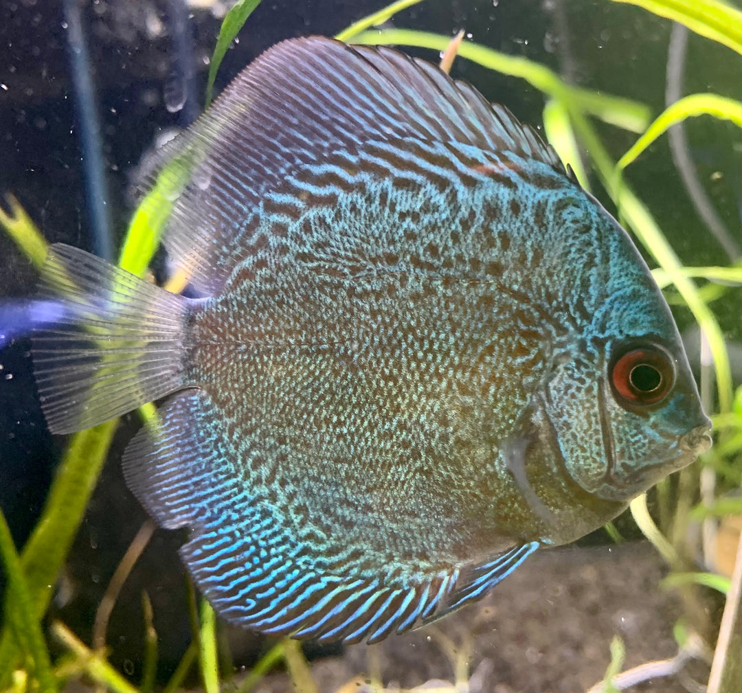 Blue Checkerboard Discus