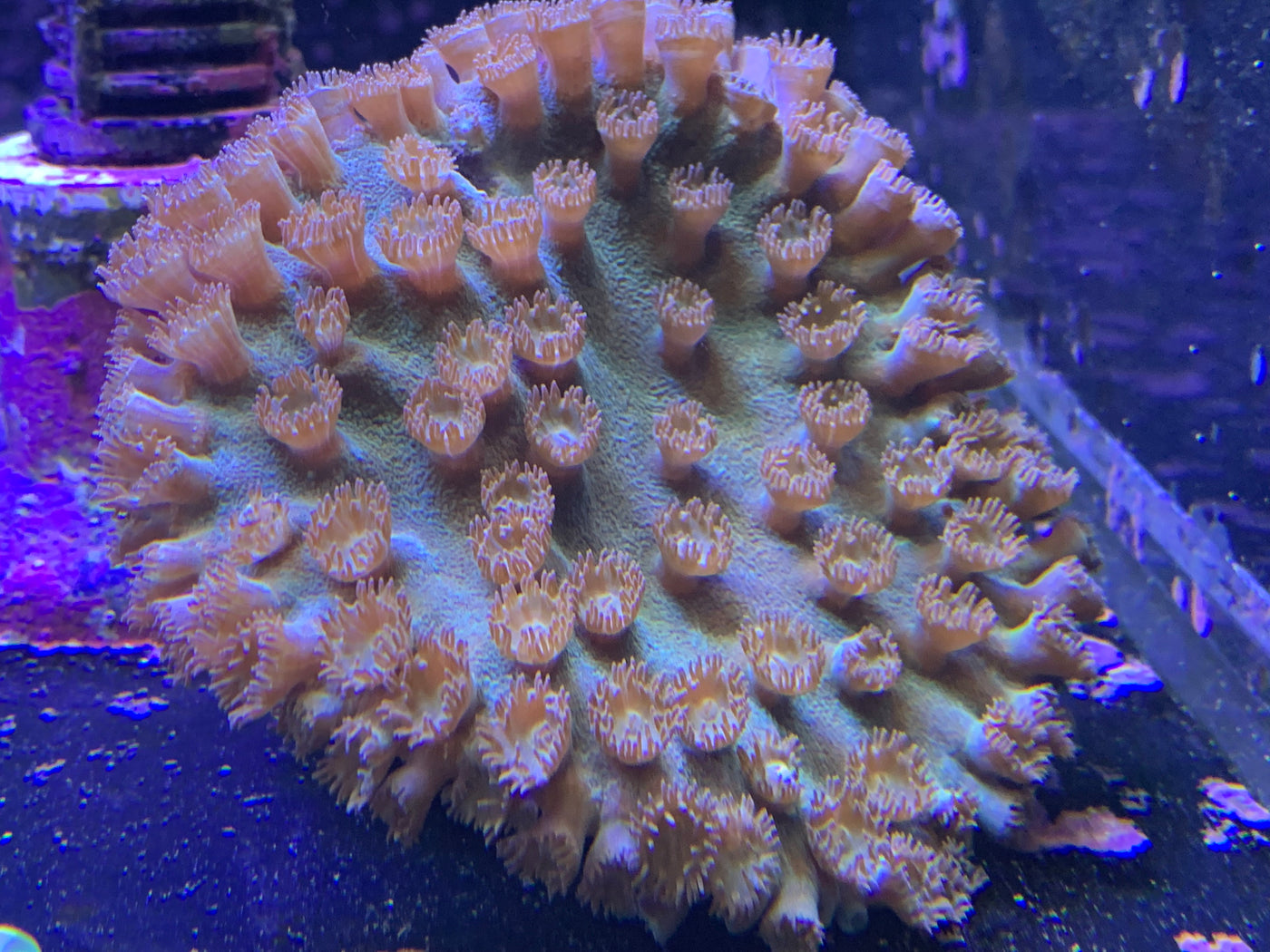 Pagoda Cup Coral